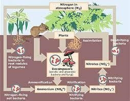 A short paragraph about the ecosystems​-example-1