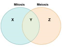 Harold makes a Venn diagram to help him compare and contrast mitosis and meiosis. Which-example-1