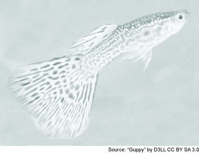 The picture shows Poecilia reticulata, a type of guppy fish, found in a large variety-example-1