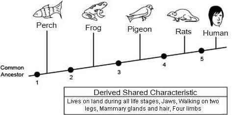 PLEASE HELP ASAP!!!!!!! The diagram below shows the branching tree diagram for humans-example-1