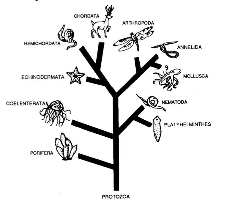 Which inference does the diagram best support? - Members of the phylum Echinodermata-example-1