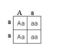 What are the genotypes of the parents represented in this Punnett square?-example-1