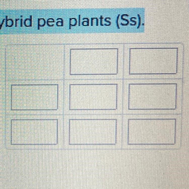 Make a Punnett Square for two smooth seed hybrid pea plants (Ss).-example-1