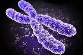 The structure shown in the picture carries genetic information in a cell. what is-example-1