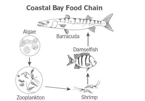 Question 9 (ID=3246988) The Zooplankton in this food chain get their energy from consuming-example-1