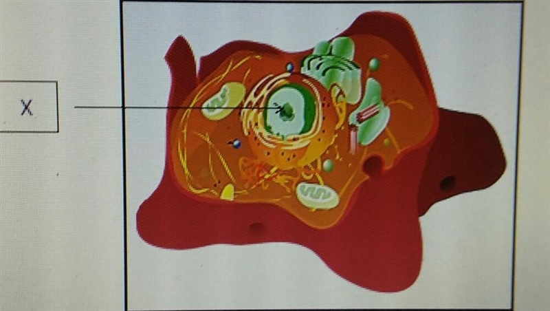 What is the structure labeled X? o the nucleus O a Golgi apparatus a lysosome a ribosome-example-1