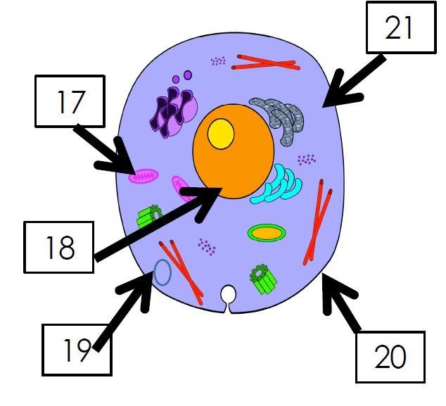 Use the picture to match the numbered label to the name of the organelle that it is-example-1