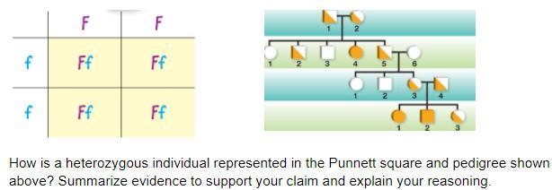 Answer the question "How is a heterozygous individual represented in the Punnett-example-1