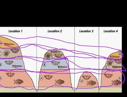 Which layer contains an index fossil? How do you know-example-1