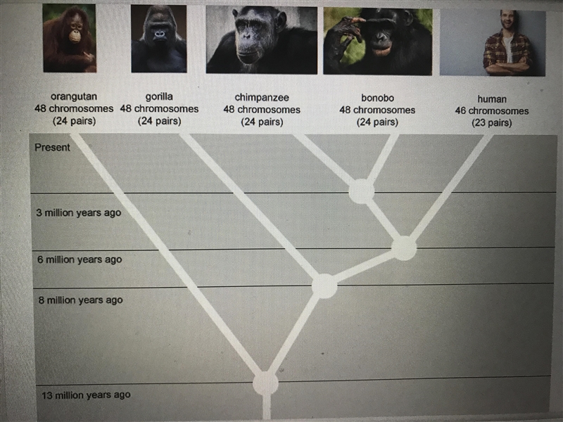 Evolution never occurs in a straight line. There are always branches and nodes that-example-1