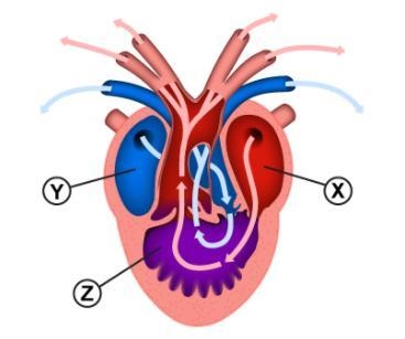 An amphibian heart is shown in the diagram. Which statement best describes the three-example-1