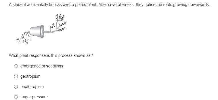 A student accidentally knocks over a potted plant. After several weeks, they notice-example-1