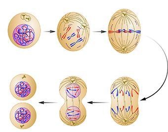 During which phase of mitosis do the chromosomes line up along the center line of-example-1