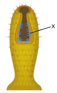 The diagram shows a sponge. What is the function of the structures labeled X? providing-example-1