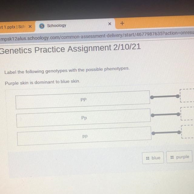 Label the following genotypes with the possible phenotypes. (Purple skin is dominant-example-1