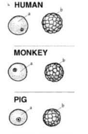 What do you think is the reason for the similarities between the three mammal (the-example-1