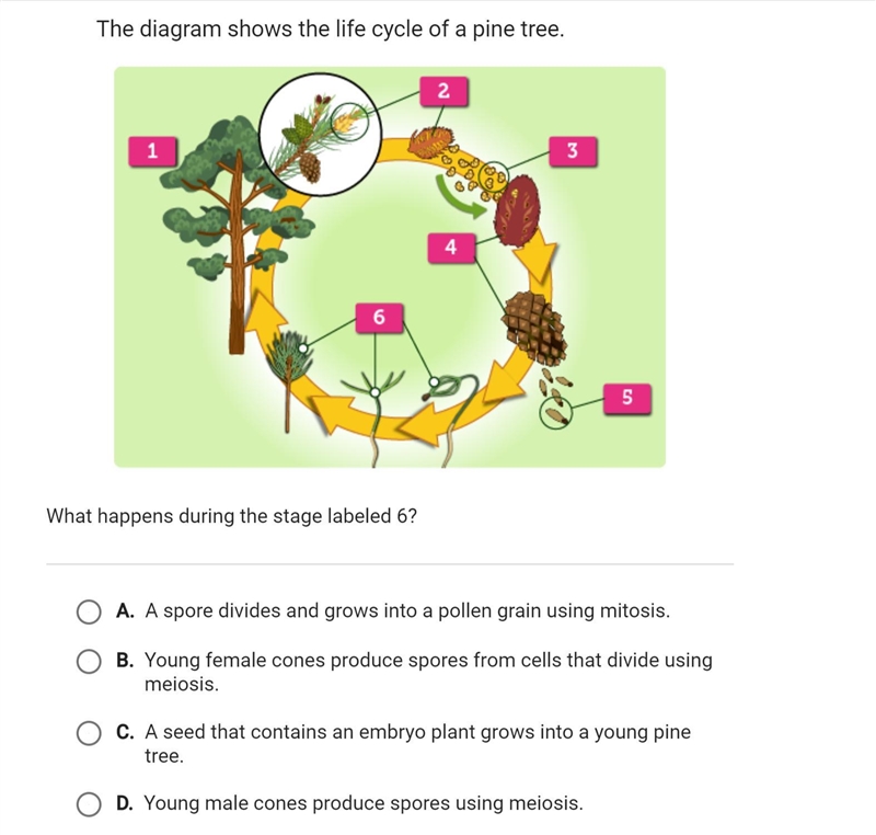 EXPERT HELP: EXPLAIN THE ANSWER: What happens during the stage labeled 6? A. Young-example-1