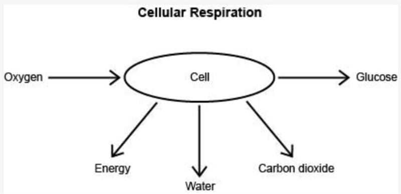 A student made the following diagram to represent cellular respiration. The title-example-1