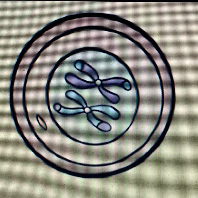 Identify the organelle that the XX's are in and describe its purpose.-example-1