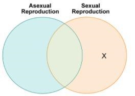 Amelia makes a Venn diagram to compare the advantages and disadvantages of asexual-example-1