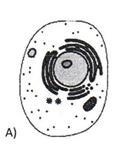 Which picture shows the smallest building block of a living cell? A B C D-example-1