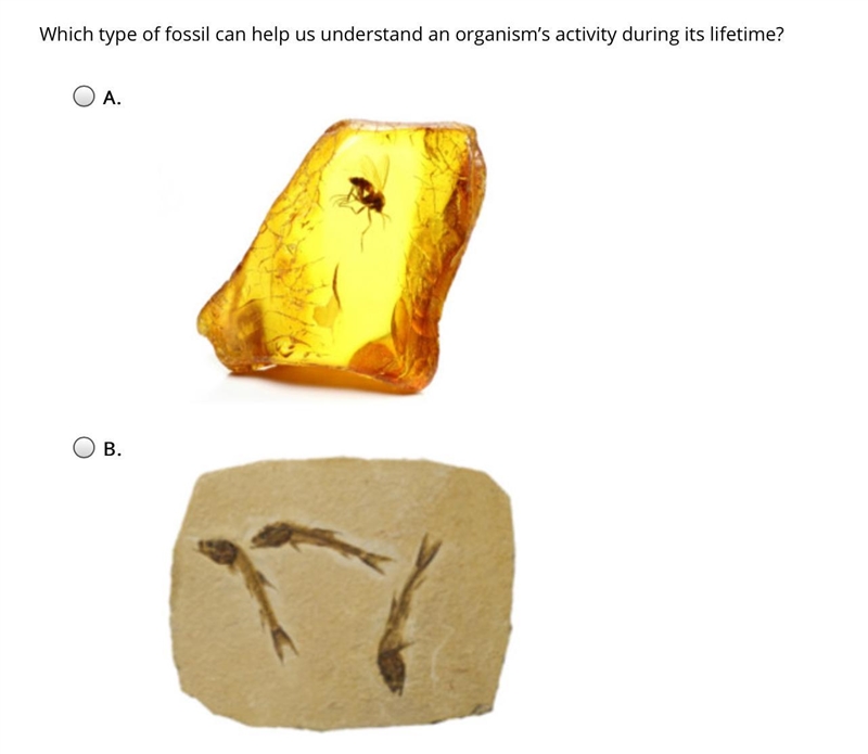 Which type of fossil can help us understand an organism’s activity during its lifetime-example-1