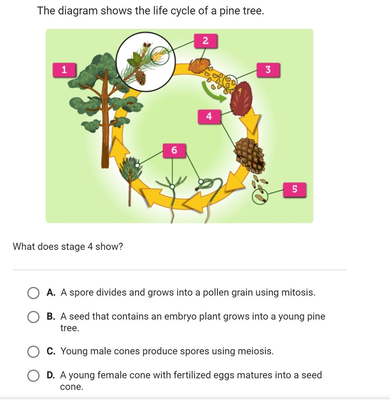 The diagram shows the life cycle of a pine tree. What does stage 4 show?-example-1