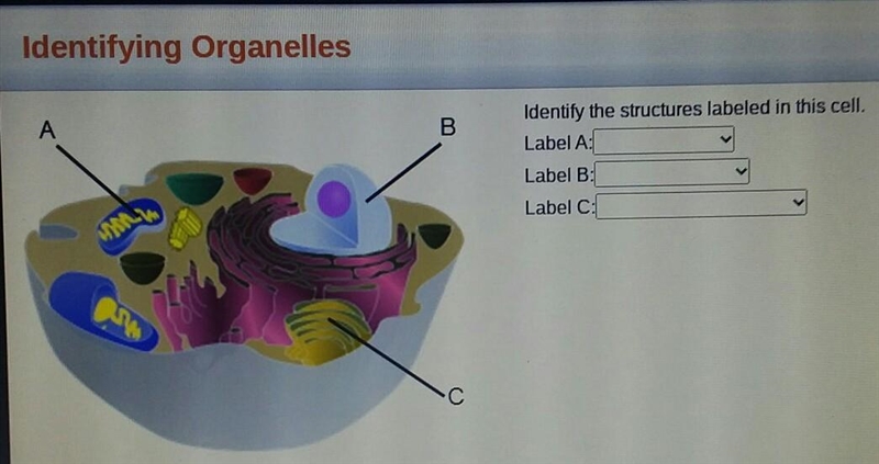 Identifying Organelles Identify the structures labeled in this cell. Label A: Label-example-1