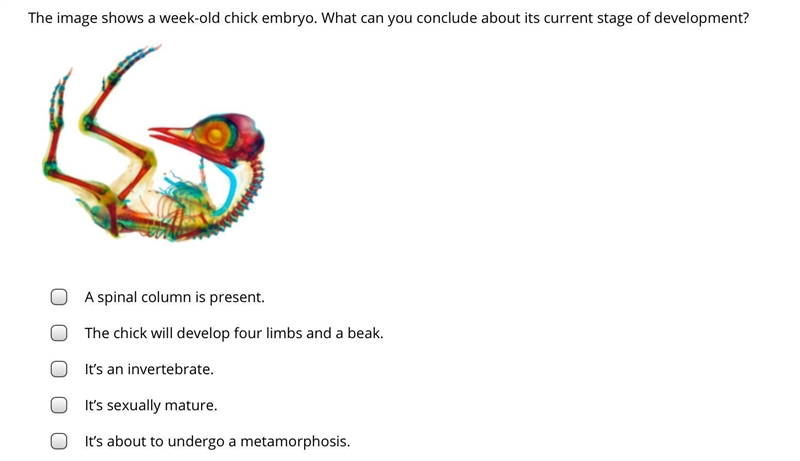 The image shows a week-old chick embryo. What can you conclude about its current stage-example-1