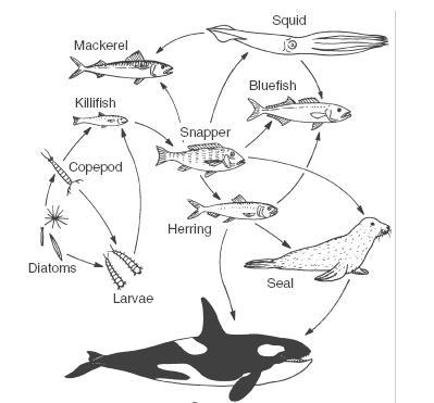 Look at the above marine food web. If the seal were eliminated which organism would-example-1