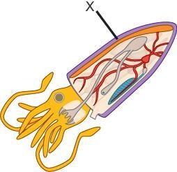 A squid is shown in the diagram. Which structure is labeled X? mantle foot radula-example-1