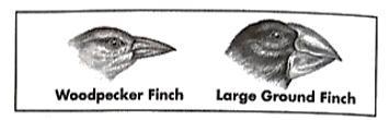 The images below show two types of finches that live on different Galapagos Islands-example-1