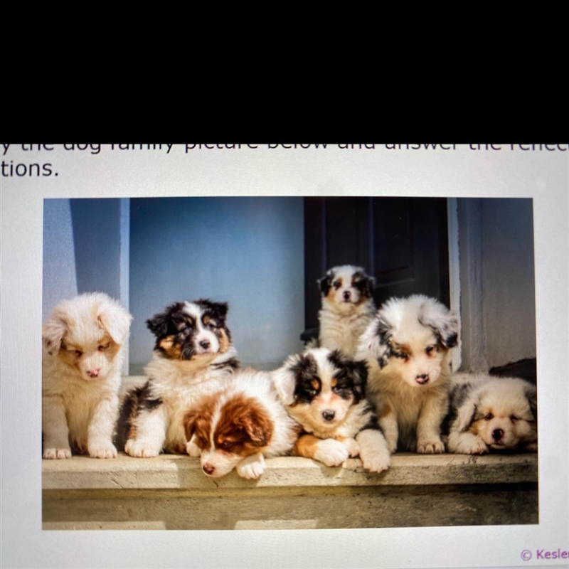 Study the dog family picture below and answer the reflection questions. What dominant-example-1