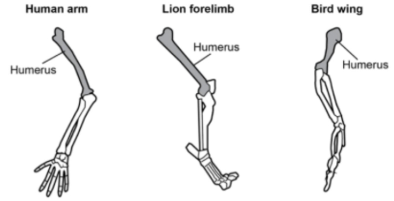 In the diagram below, what does the structural similarity indicate about the evolutionary-example-1