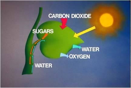 Use the image to answer the question. A diagram shows a plant. Sunlight and carbon-example-1