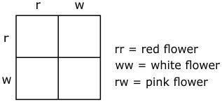 The Punnett square below shows a cross between 2 pink flowers. What is a percentage-example-1