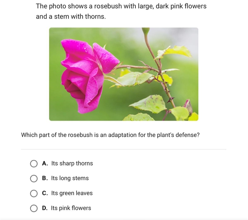 The photo shows a rosebush with large, dark pink flowers and a stem with thorns. Which-example-1