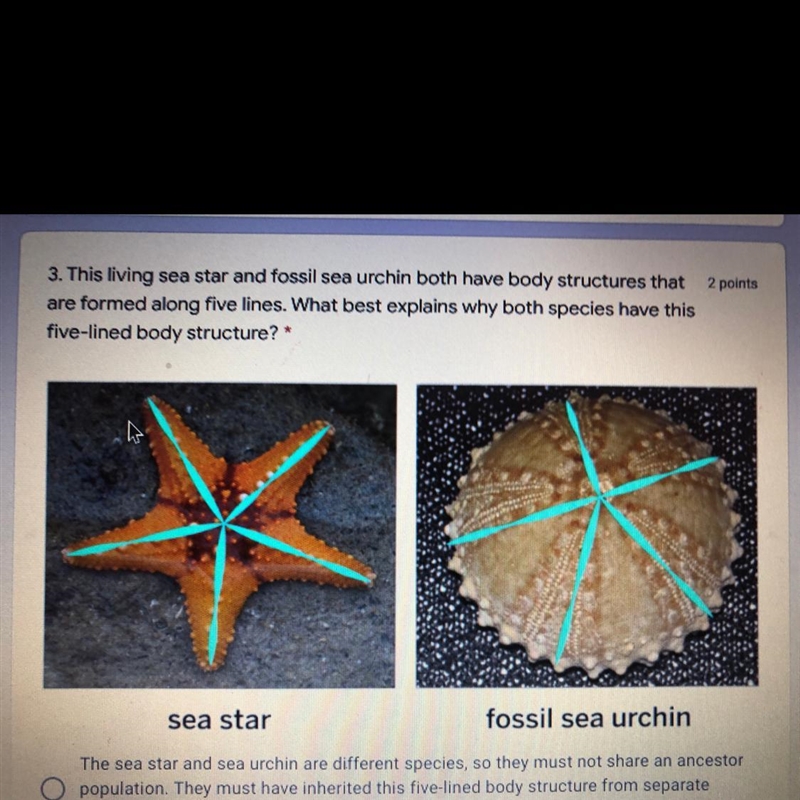 3. This living sea star and tossi sea urchin both have body structures that paris-example-1