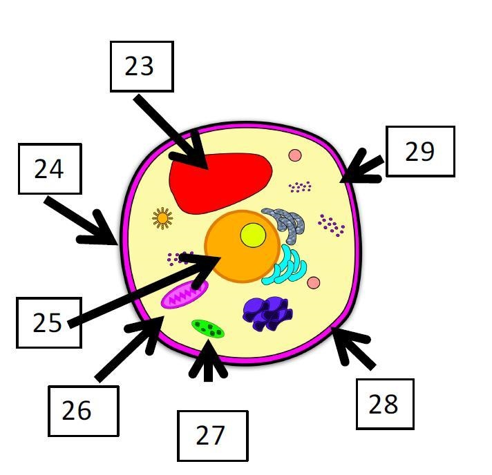 Use the picture to match the numbered label to the name of the organelle that it is-example-1