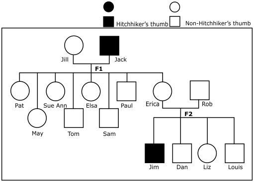 The pedigree below shows the inheritance pattern of hitchhiker’s thumb in a multigenerational-example-1