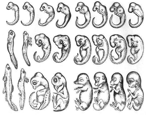 Below is a chart of the embryo development of many different organisms, starting with-example-1