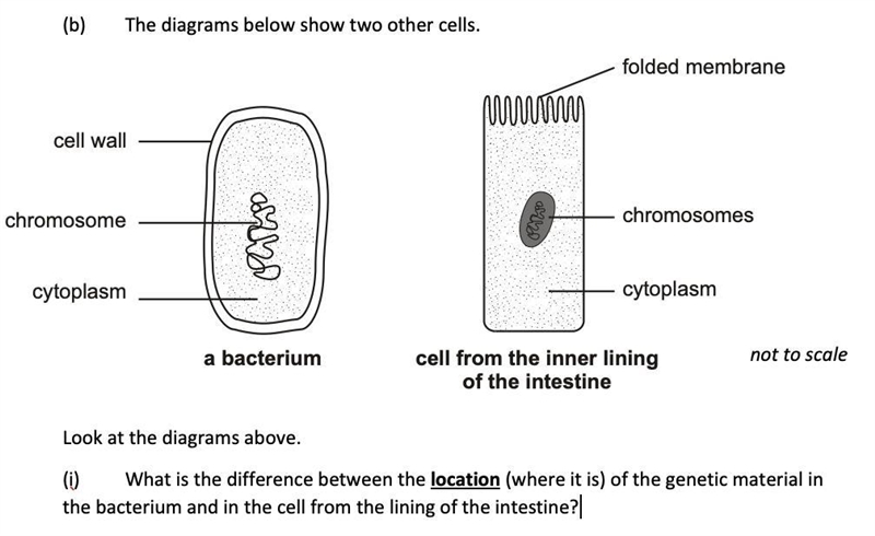 Plz help me with this cells question-example-1