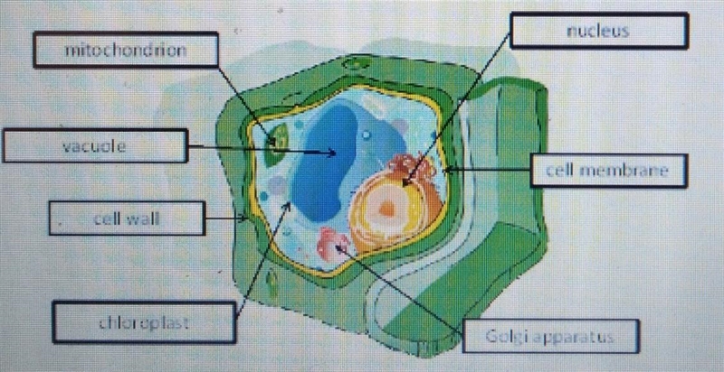 Amanda has labeled the following diagram of a cell. Her science teacher tells her-example-1