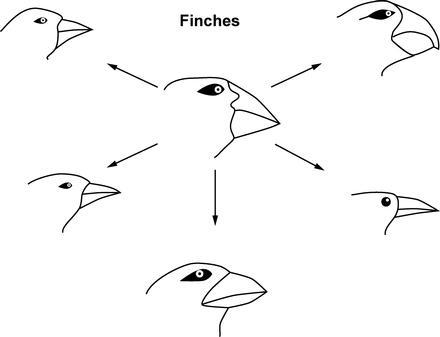 The diagram shows variations of Galápagos Island finches that formed over many generations-example-1