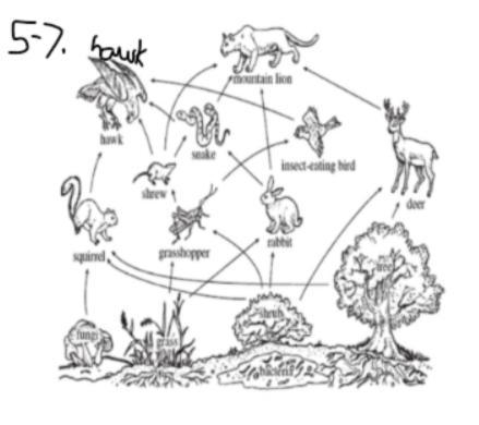 Use the same food web shown in Question #1 to answer this question. 175,000 calories-example-1