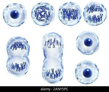 Here is a picture of the phases of Mitosis. Label each phase.-example-1