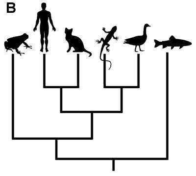 According to this Branching Tree, which of these organisms is most closely related-example-1