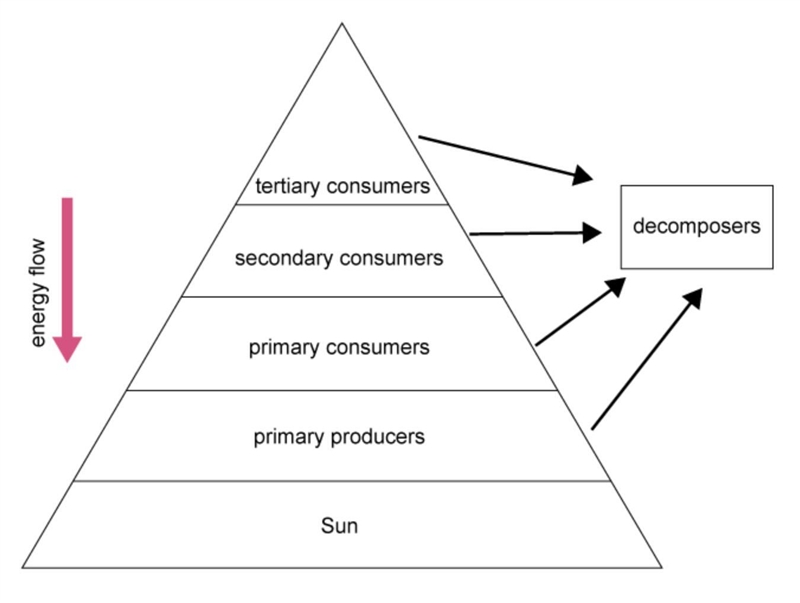 50 POINTS Select the correct location on the image. Which part of the ecological pyramid-example-1