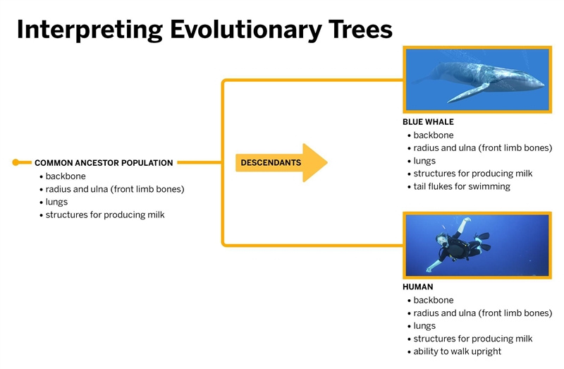 Humans and blue whales have many shared structures. Based on this information, paleontologists-example-1