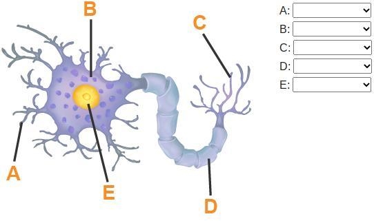 What is the name of each labeled part?-example-1